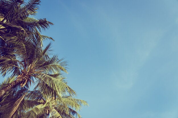 Low angle beautiful coconut palm tree with blue sky background