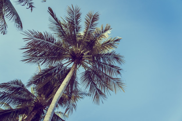 푸른 하늘 배경으로 낮은 각도 아름다운 코코넛 야자 나무