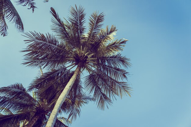 푸른 하늘 배경으로 낮은 각도 아름다운 코코넛 야자 나무