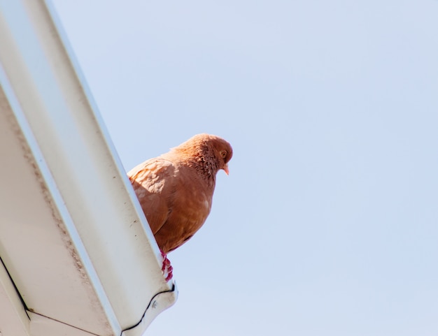 Foto gratuita basso angolo bellissimo tiro di una colomba marrone arroccato sul tetto di un edificio