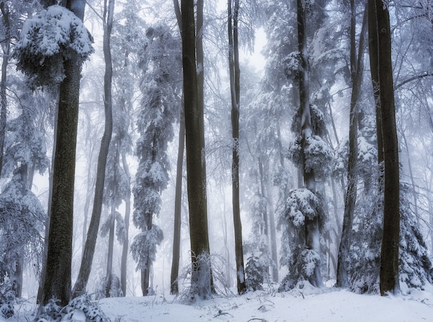 Low angle beautiful shot of the trees in the forest during the winter season