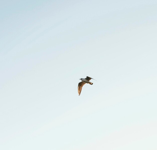 Low angle bird in the sky