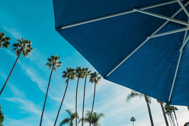 Low angle of a blue umbrella with the tall palm trees