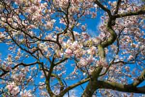 Free photo low angle  of the cherry blossom branches of the tree