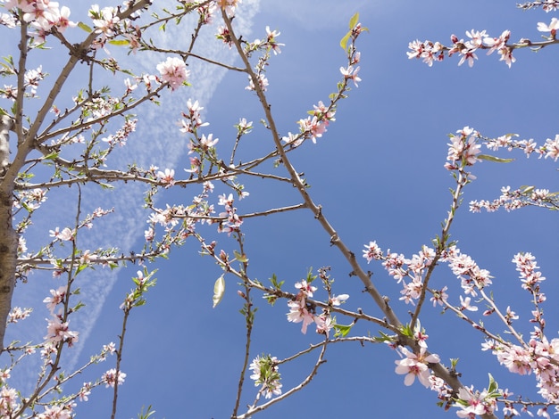 日光と青い空の下で桜のローアングルのクローズアップ