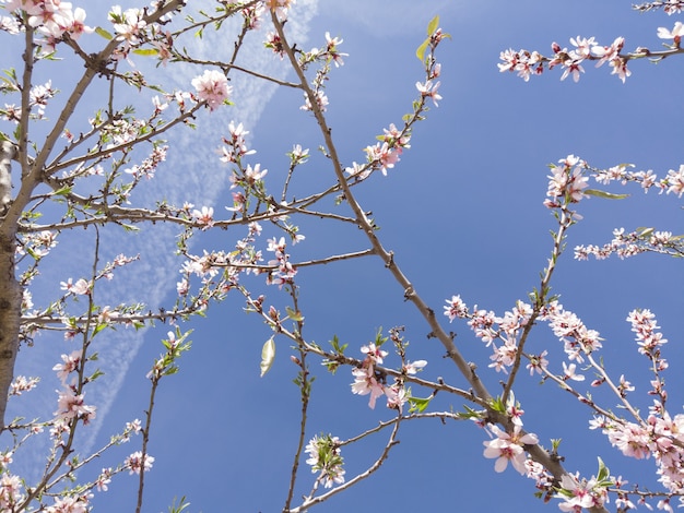 햇빛과 푸른 하늘 아래 벚꽃의 낮은 각도 근접 촬영