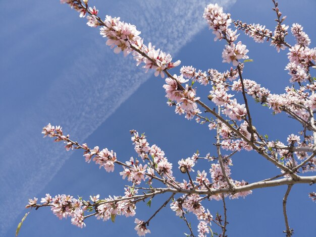 Low angle closeup of cherry blossom under the sunlight and a blue sky