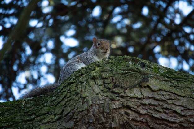 이끼 낀 나무 줄기에 귀여운 다람쥐의 낮은 각도 근접 촬영 샷
