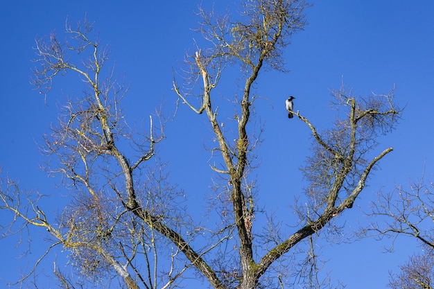 자그레브, 크로아티아의 막시 미르 공원에서 나뭇 가지에 쉬고 까마귀 새의 낮은 각도