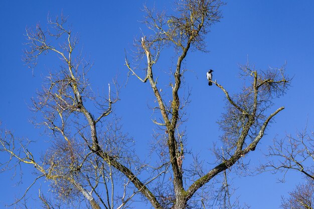 クロアチア、ザグレブのマクシミール公園の木の枝で休んでいるカラスの鳥の低角度