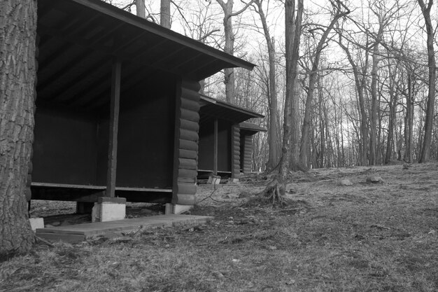 Low angle grayscale shot of empty sheds lined up in the middle of a forest