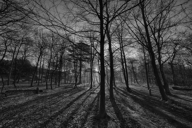 Colpo di gradazione di grigio di angolo basso degli alberi alti in mezzo alla foresta durante il tramonto