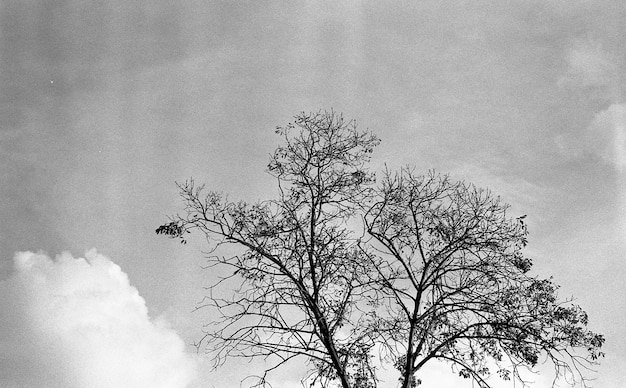 Low angle grey scale shot of a beautiful tree underneath the clouds in the sky