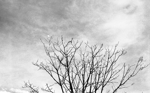 Low angle grey scale shot of a dried tree under the cloudy sky