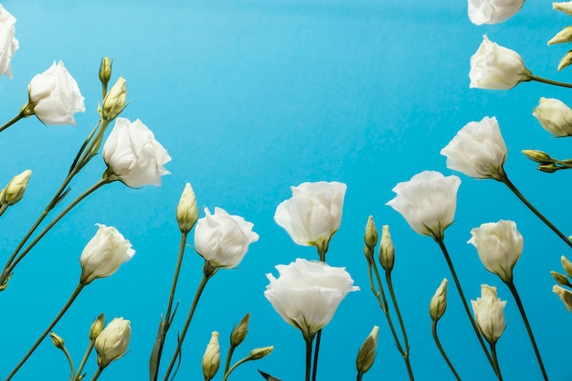 Бесплатное фото Низкий угол весенних роз с копией пространства