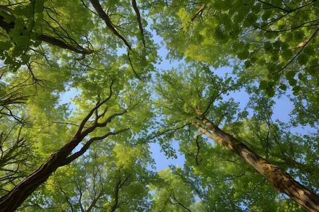 美しい屋根付きの木の低角度の視点