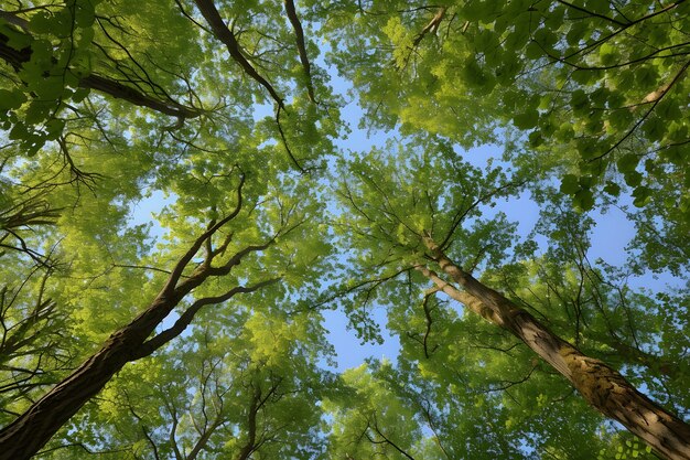 Low angle perspective of tree with beautiful canopy