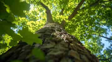 Free photo low angle perspective of tree with beautiful canopy