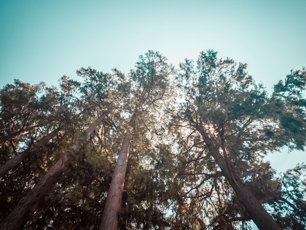 Low-angle photo of tall trees