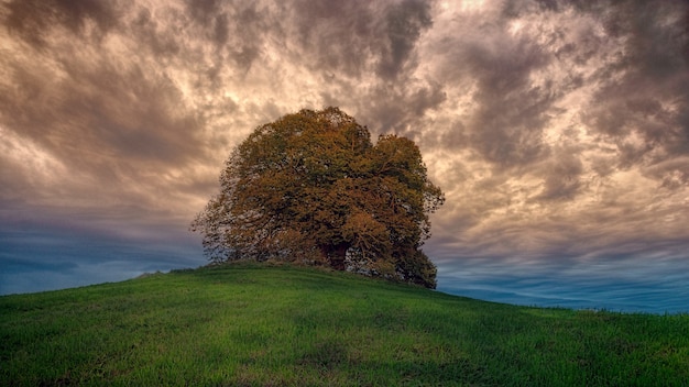 茶色の葉の木のローアングル写真