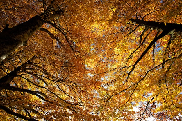 茶色の葉の木のローアングル写真