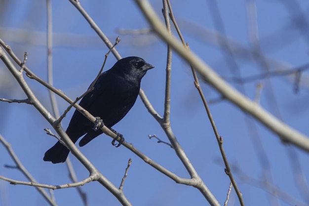 Foto gratuita messa a fuoco selettiva ad angolo basso di un cowbird nero appollaiato su un ramo sottile