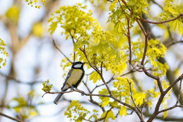 Low angle selective focus view of an exotic bird on the branch of a tree