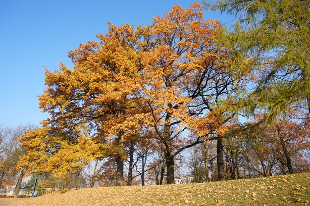 公園の澄んだ青い空を背景に黄色の葉と秋の木のローアングルショット