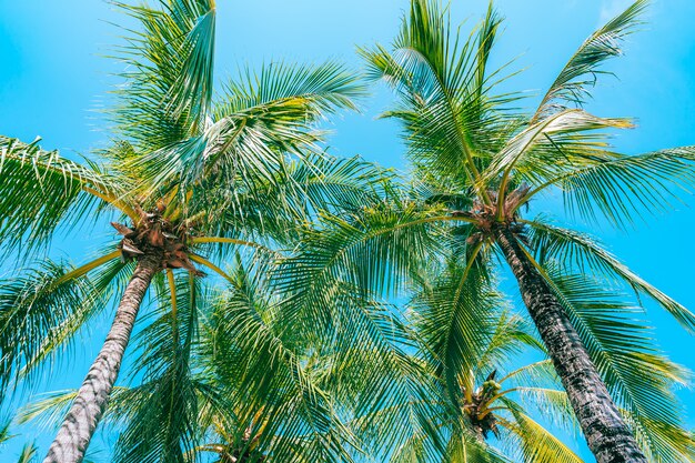 青い空に美しいココヤシの木のローアングルショット