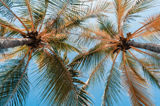 푸른 하늘에 아름 다운 코코넛 야 자 나무의 낮은 각도 샷