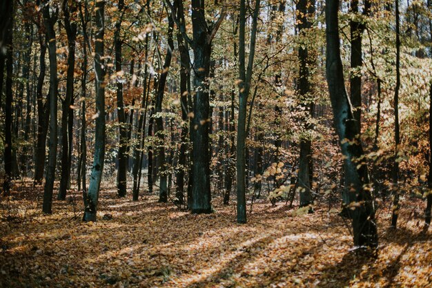 키가 큰 나무와 지상에 나뭇잎 가을에 아름다운 숲 장면의 낮은 각도 샷