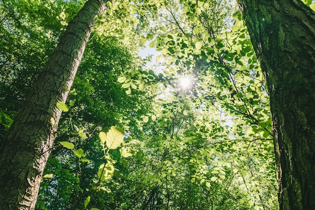 Снимок красивых деревьев с зелеными листьями под ярким небом под низким углом