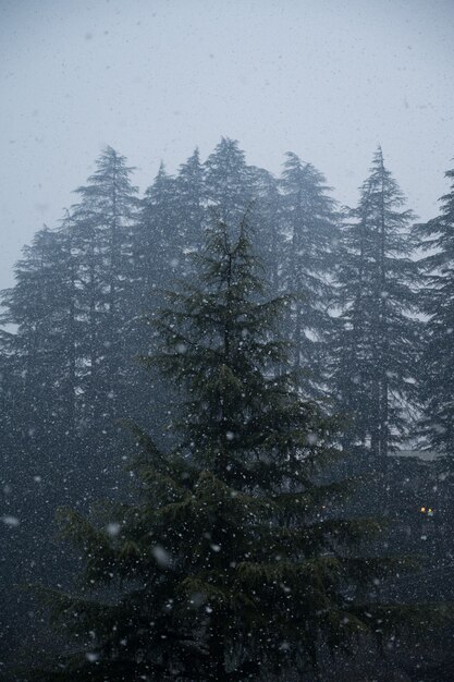 降雪時に撮影された美しい松の木のローアングルショット