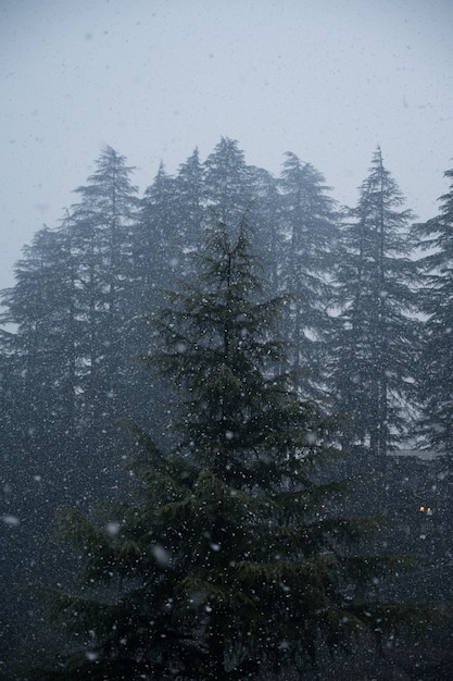 Снимок красивых сосен во время снегопада под низким углом