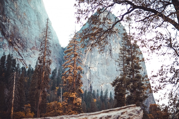 Low angle shot of beautiful scenery of high rocks behind a forest and a branch of a tree in front