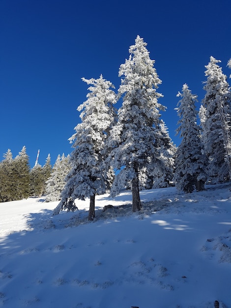 森の中の美しい雪をかぶったモミの木のローアングルショット