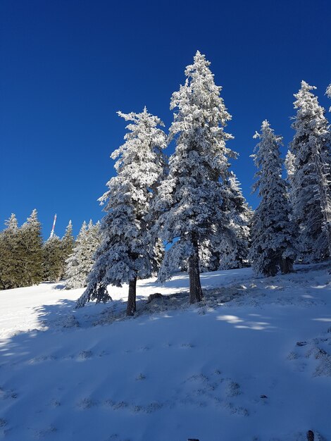 森の中の美しい雪をかぶったモミの木のローアングルショット