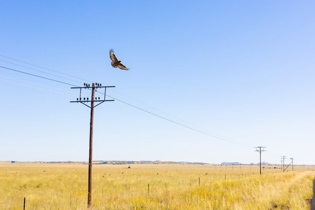 Low angle shot of a bird flying above small wooden electric poles in a meadow in South Africa
