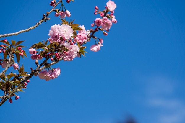 青い空の下で咲く花のローアングルショット