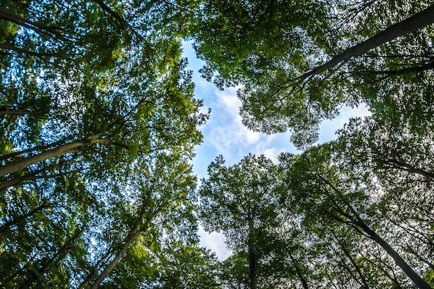 青い曇り空と木でいっぱいの森のローアングルショット