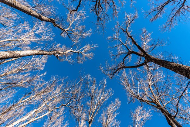 Low angle shot of bold tall trees and a clear blue sky