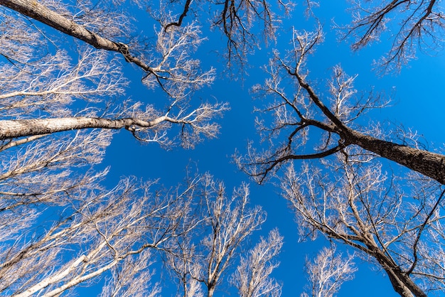 Снимок под низким углом ярких высоких деревьев и ясного голубого неба