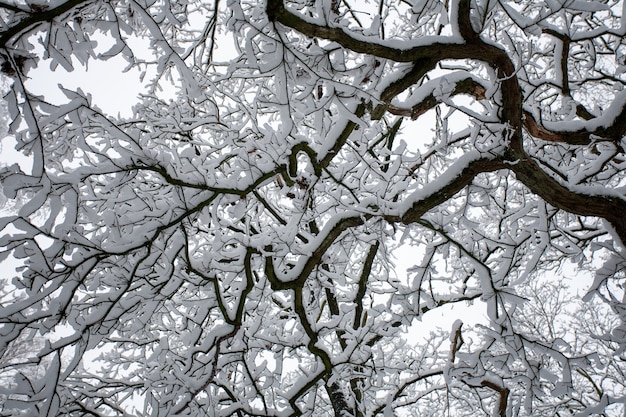 Низкий угол обзора ветвей дерева, покрытых снегом зимой