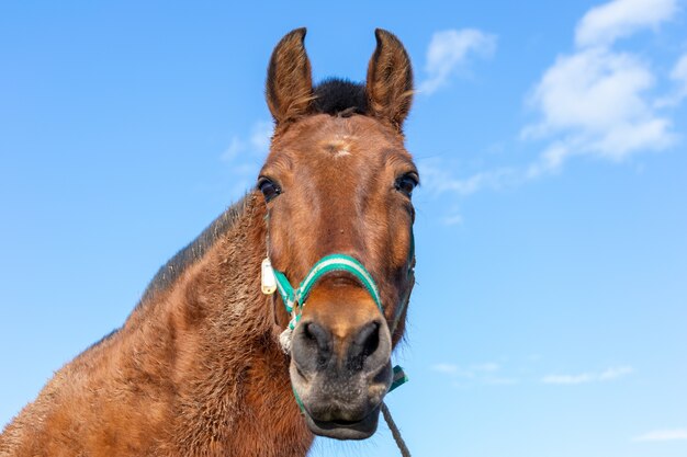 昼間の日光の下でカメラを見ている茶色の馬のローアングルショット