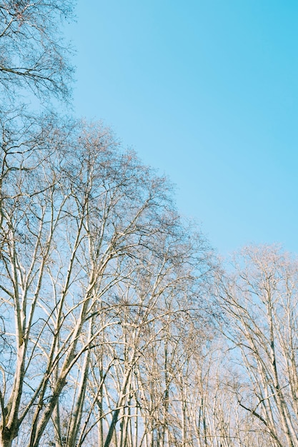 Low angle shot of brown leafless trees under the beautiful blue sky