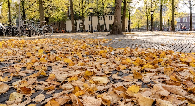 나무와 마른 나뭇잎으로 둘러싸인 자전거 세트 옆에있는 건물의 낮은 각도 샷