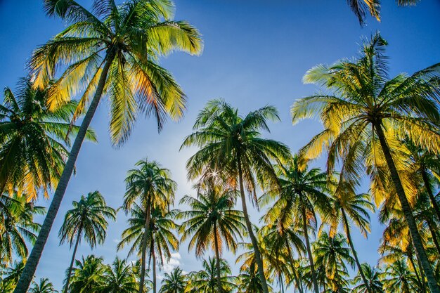 Low angle shot of coconut trees against a blue sky with the sun shining through the trees