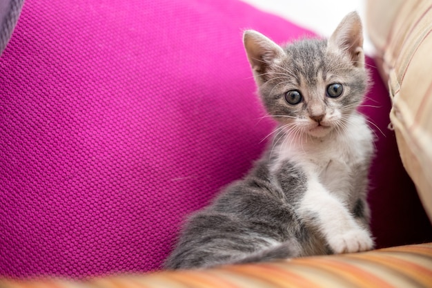Low angle shot of a cute kitten sitting on the couch