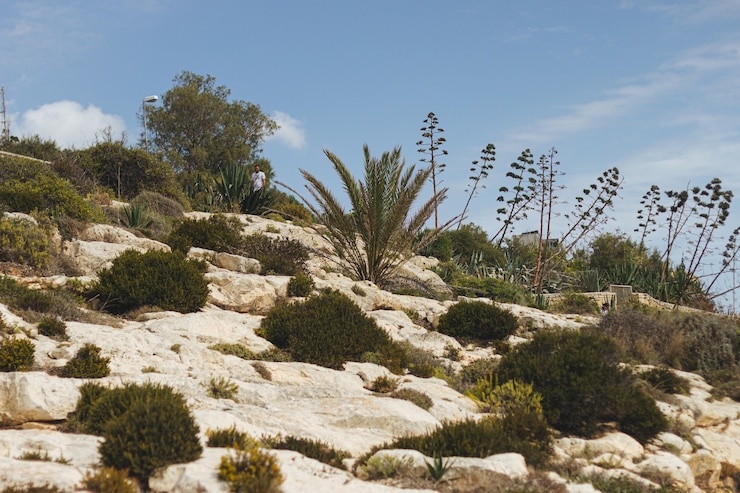 Free Photo low angle shot of different plants on rock formations under the sunlight