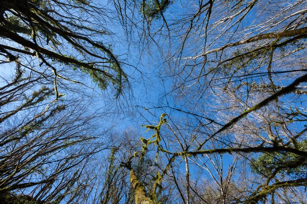 Low angle shot of the dry trees near the waterfall Butori in Istria, Croatia